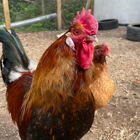 With Sauna And Private 公寓